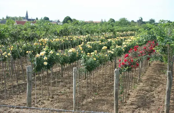 Borne de Recharge 27 Entreprise borne de recharge Caillouet-Orgeville